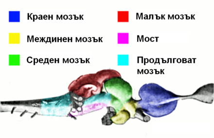 Какой мозг акулы. Мозг акулы. Строение головного мозга акулы. Мозг акулы схема. Мозг акулы строение.