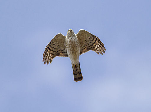 Sharp-shinned Hawk (Accipiter striatus)