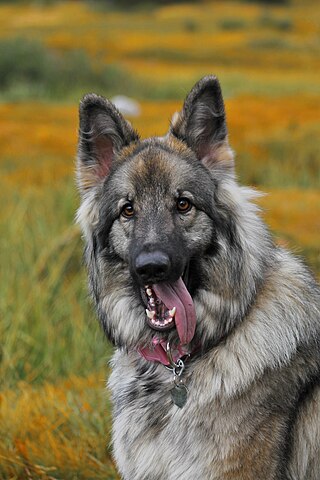 Belgian Shepherd - Wikipedia