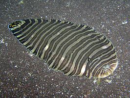 Zebrias zebra