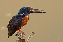 Жарқыраған көк kingfisher.jpg