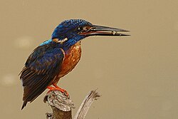 Kingfisher albastru strălucitor.jpg