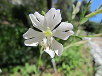 Silene tomentosa