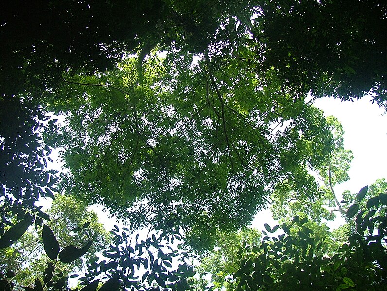 File:Simarouba amara canopy.JPG