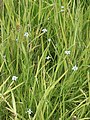 Sisyrinchium angustifolium