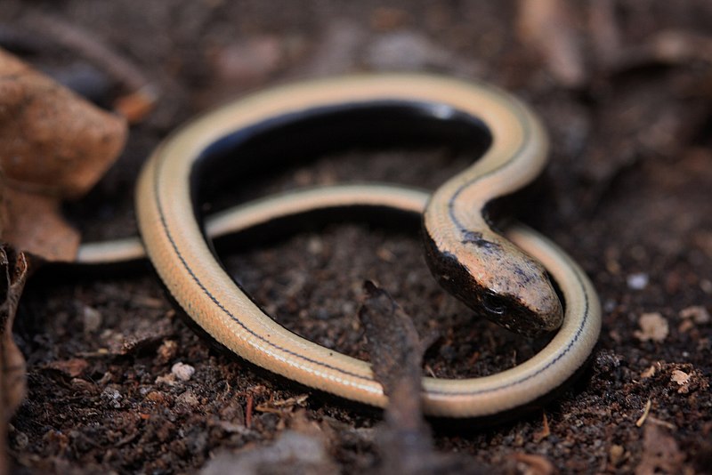 File:Slow-worm Juvenile (Anguis fragilis) (8618629941).jpg