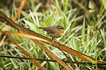 Miniatura para Phylloscopus fuligiventer