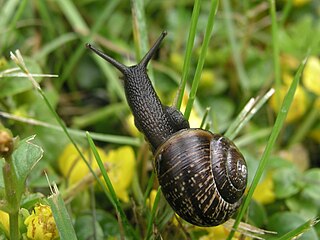 Arianta arbustorum, a widespread land snail Snail black on grass2.jpg