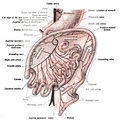 Terzo stato di sviluppo del canale intestinale e del peritoneo, visto di fronte (schema).  La modalità di preparazione è la stessa di Fig 400