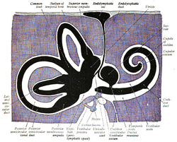 Middle ear - Wikipedia