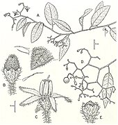 Solanum aspersum