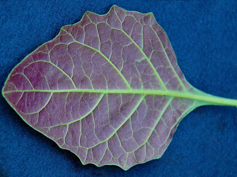 File:Solanum ptychanthum 5437093.jpg