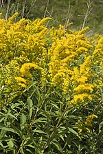 Vignette pour Solidago canadensis