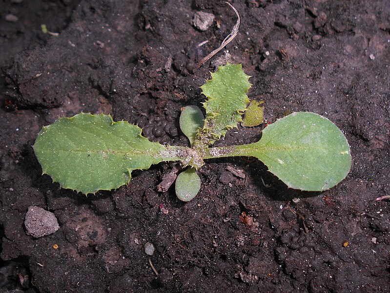 File:Sonchus oleraceus 2018-05-01 0023.jpg