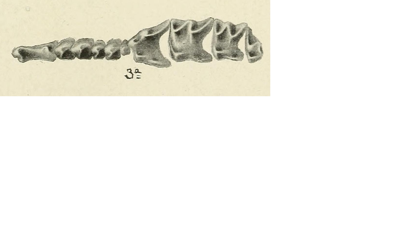 File:Sorex ornatus teeth detail 2 Merriam 1895.PNG