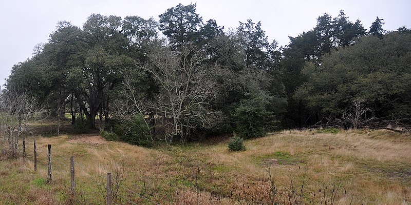 File:Southern Post Oak Savannah habitat, Newberg Road, Austin County, Texas, USA (15 March 2014).jpg