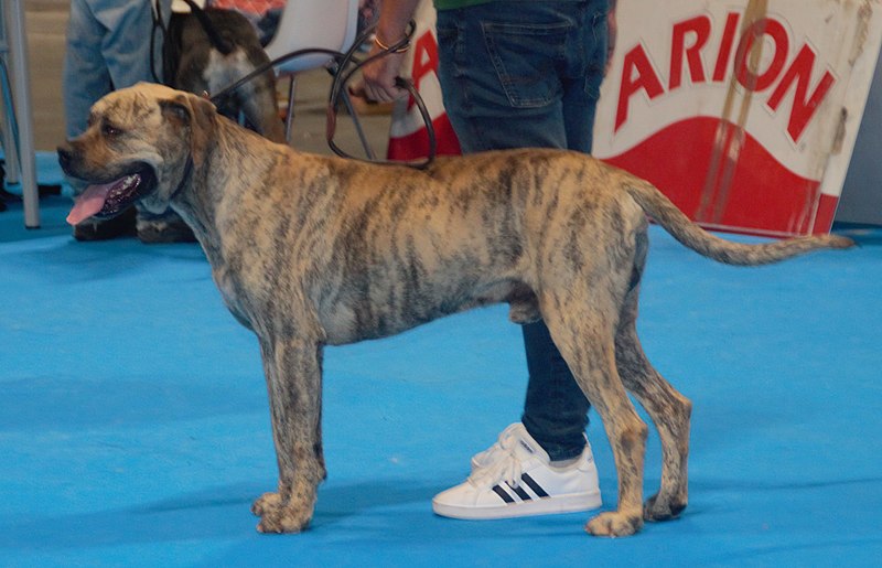 File:Spanishalanobrindle5.jpg