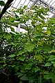 Sparrmannia Africana - Tiliaceae - (kamerlinde) Nationale Plantentuin Meise 10-01-2010 14-03-47.JPG