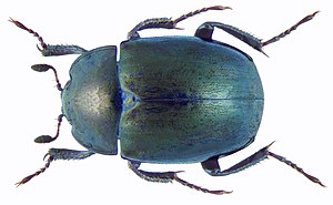 Sphaerites glabratus (3150962958).jpg