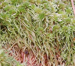 Sphagnum girgensohnii 250606a.jpg