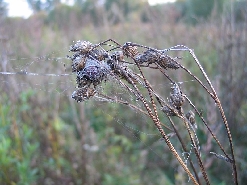 File:Spider silk.jpg