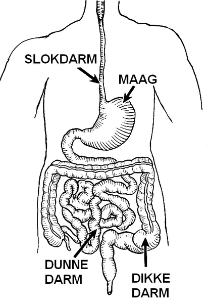 File:Spijsverteringskanaal.PNG