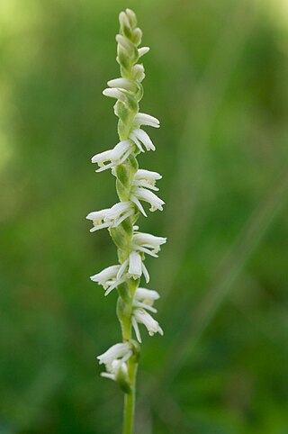 <i>Spiranthes vernalis</i> Species of orchid