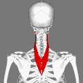 Placering af splenius cervicis-musklen (vist med rødt).