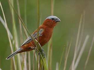 <span class="mw-page-title-main">Chestnut seedeater</span> Species of bird