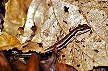 Skink lesní (Sphenomorphus maculatus) (7783953446) .jpg