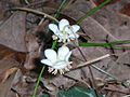 Flowers; Nashville, Tennessee, USA