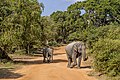 * Nomination Sri Lankan elephants (Elephas maximus maximus) female with calf --Charlesjsharp 11:59, 14 March 2022 (UTC) * Promotion  Support Good quality--Lmbuga 12:46, 14 March 2022 (UTC)