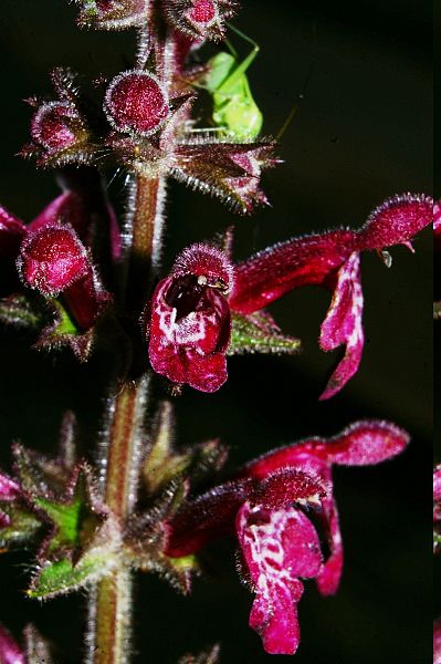 File:Stachys sylvatica f1.JPG