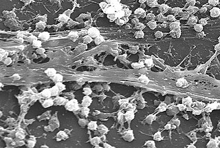 <span class="mw-page-title-main">Biofilm</span> Aggregation of bacteria or cells on a surface