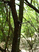 Starr 080610-8414 Acacia farnesiana.jpg