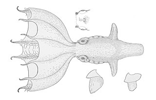 <i>Stauroteuthis syrtensis</i> species of mollusc