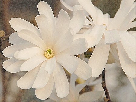 Tập_tin:Sternmagnolie.jpg