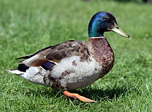 Mallard duck Stockente male.jpg