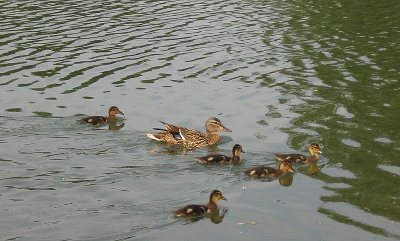 File:Stockente mit jungen.jpg