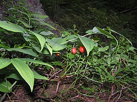 Králický Sněžník, Czech Republic