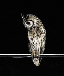 Striped Owl (6901567844).jpg