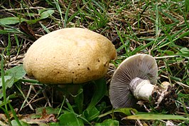 Okergele stropharia