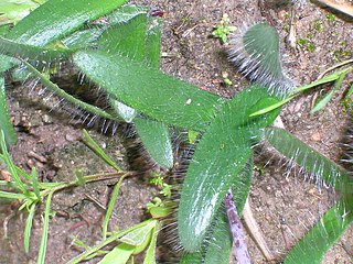 <i>Strumaria chaplinii</i> Species of bulbous flowering plant