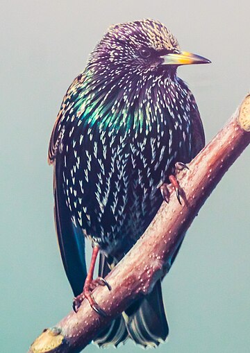 Sturnus vulgaris