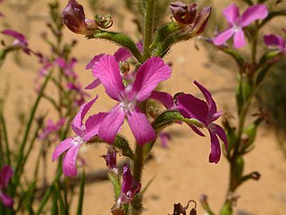 <i>Stylidium claytonioides</i> Species of carnivorous plant