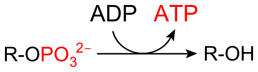 File:Substrate-level phosphorylation generating ATP.svg