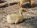 A gosling of swan goose in Bangladesh