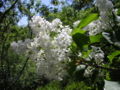 Syringa-oliv.jpg