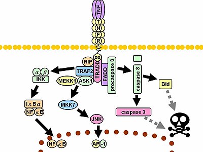 Tumor necrosis factor - Wikipedia