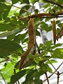 Handroanthus chrysotrichus (leaves)